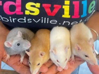 Hands holding 4 rats of different colours