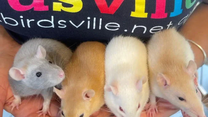 Hands holding 4 rats of different colours