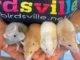 Hands holding 4 rats of different colours